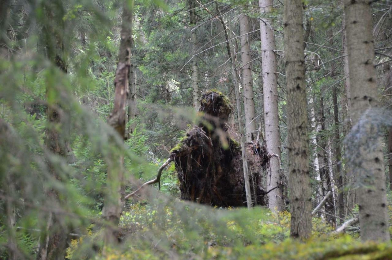 Dom Na Pstraznicy Villa Kudowa-Zdrój Eksteriør bilde